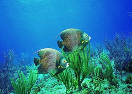 環(huán)境影響評(píng)價(jià)、排污許可證、應(yīng)急預(yù)案